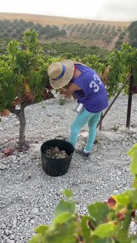 The video shows a person wearing a straw hat, a purple tank top with the number 33 on the back, and teal leggings. The person is in a vineyard, surrounded by grapevines. They are wearing red gloves and appear to be harvesting grapes, as they are seen cutting bunches of white grapes from the vine and placing them into a black bucket on the ground. The ground is covered in small white rocks. In the background, there are more grapevines on a hillside. The sky is overcast.