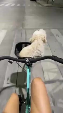 A person is riding a teal bicycle down a lit street at night. A small, fluffy, white dog sits in the bicycle's front basket. The camera is positioned from the rider's point-of-view, showing the handlebars, the dog in the basket, and the rider's legs pedaling. The street is paved and has crosswalks. Buildings line the side of the street, and parked cars are visible. A scooter is driving in the opposite direction in the background. Pedestrians are walking on the sidewalk. The dog remains seated in the basket, looking around as the bicycle moves.
