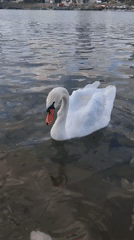 Mute swans gliding through Vienna's urban waterway
