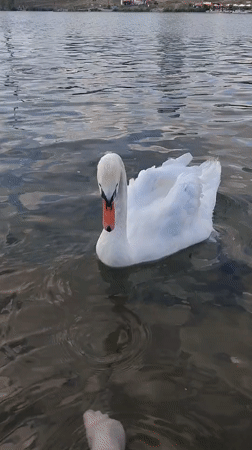 Mute swans gliding through Vienna's urban waterway