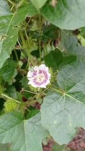 The video shows a close-up view of a passionflower and its developing fruits, surrounded by lush green foliage. The passionflower is delicate with white petals and purple-pink stripes radiating from its center. Several small, green, spiky fruits are visible among the leaves, suggesting the plant is in its reproductive stage. The leaves are broad and lobed, with some showing signs of damage, possibly from insects. The overall impression is one of natural growth and the vibrant life cycle of a plant in its environment.