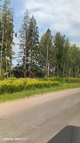 A video captured on a bright, sunny day shows a view from a moving vehicle traveling on a dirt road. The road is in the foreground, with a patch of green grass and yellow wildflowers to the right. Beyond the vegetation, a line of trees, predominantly birch trees with their distinctive white bark, stands tall against a partly cloudy sky. Some evergreen trees are also visible. The trees form a dense barrier along the side of the road. The camera appears to be mounted inside the vehicle, possibly on the dashboard or windshield, given the slight tilt and the view of the road ahead. The overall impression is that of a rural or semi-rural setting, possibly during the summer months due to the lush greenery.