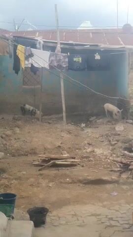 Two pigs are in a muddy pen in front of a structure with a corrugated metal roof. Clothing hangs on a line in front of the structure. The ground is dirt and scattered with debris.