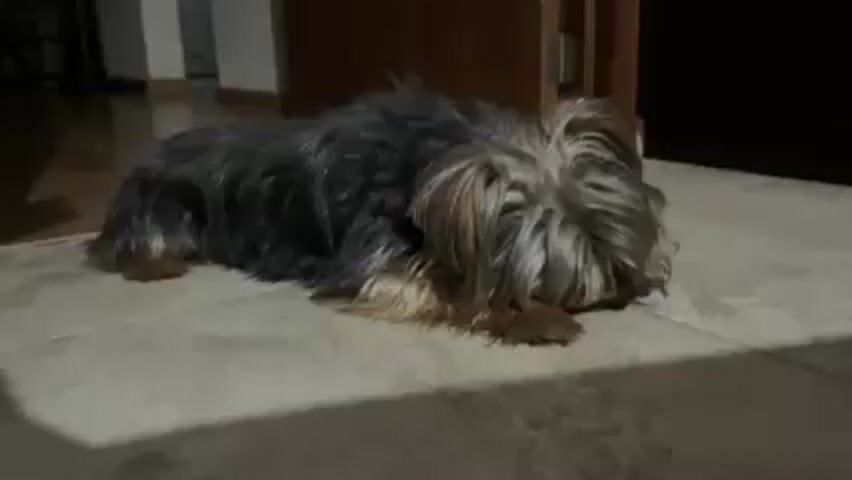A small Yorkshire Terrier is lying down on a tiled floor. The dog's fur is a mix of black, brown, and silver, and its hair falls over its face. A partially open wooden door is in the background to the right. To the left of the dog, there is a hallway with light-colored walls and floors. The lighting is dim, with some areas in shadow. Audio from a radio or television is in the background.