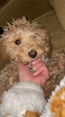 Poodle puppy plays with owner on couch in Armenia