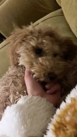 A close-up shot depicts a tan poodle puppy chewing gently on a person's hand. The dog, with a slightly disheveled coat, lies on what appears to be a couch upholstered in olive green fabric. The person's hand, featuring neatly manicured nails, is mostly enclosed in the dog's mouth. The person is wearing a fuzzy white sweater with hints of brown and orange visible in the corner of the frame. A yellow object is subtly placed above the dog's left eye, possibly as a playful accent. The scene is lit with warm, soft lighting, highlighting the dog's coat and the surrounding environment.