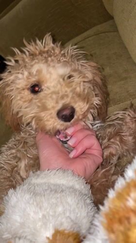 Poodle puppy plays with owner on couch in Armenia