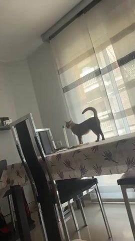 A tabby cat stands on a table covered with a tablecloth that has a lavender print. The cat is facing the camera and appears to be looking at something off-screen. To the left of the cat is a laptop, and to the right is a window with sheer curtains. The room is lit by natural light coming from the window.
