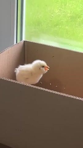 A fluffy, yellow chick is perched on the edge of a cardboard box. Its beak is open, and it appears to be chirping. The chick is facing to the right, with its body angled slightly away from the camera. The background shows a blurry green field, suggesting an outdoor setting. The lighting indicates it is daytime.