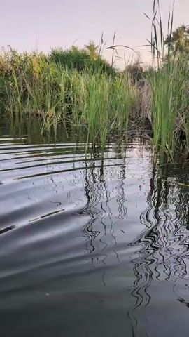 The video shows a body of water with reeds along the bank. The camera is low to the water, possibly from a boat. Ripples and waves are visible on the water's surface. At around 00:01, a disturbance occurs in the water, creating a swirl and bubbles, suggesting something has entered or moved within the water. The sky is visible in the background, appearing bright and possibly indicating dawn or dusk. The environment appears to be a natural wetland or riverbank. There are no people or specific objects clearly identifiable beyond the natural elements.