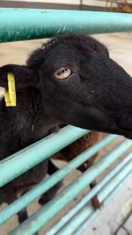 A person's hand, wearing a ring on their ring finger, extends a piece of food through a green metal fence towards a black sheep with a yellow tag in its ear. The sheep is leaning over the fence, its head close to the food, and its mouth is open. Another sheep, brown, is visible behind the black sheep. The environment appears to be an outdoor enclosure, possibly a farm or petting zoo, with a concrete or paved ground and a white wall in the background.