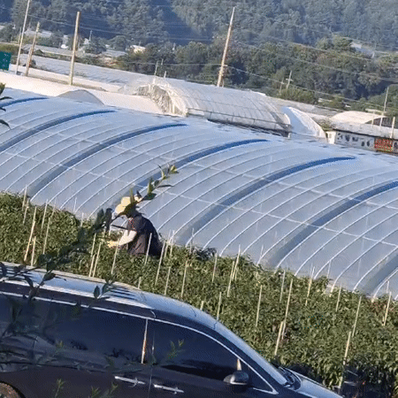 Sunday in rural South Korea: greenhouse chores and a slow morning at home