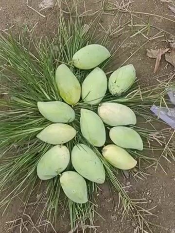 The video shows a top-down view of a collection of green mangoes arranged in a circular pattern on the ground, nestled amongst blades of grass. The mangoes vary slightly in size and shape, with some appearing more elongated and others more oval. Their skin is predominantly a light to medium green, with a few showing hints of yellow or pale white, suggesting they are likely unripe or a variety that ripens to a lighter color. The ground appears to be soil, with some dry leaves or debris scattered around the edges of the frame. The overall impression is a natural, outdoor setting, possibly a farm or a garden. There is no visible text in the video. The lighting suggests it could be daytime, with diffused light, but there are no strong shadows to indicate a specific time. The arrangement of the mangoes, while naturalistic in its placement on the grass, also gives a sense of being deliberately gathered. There are no people or animals visible. The focus is solely on the fruit.