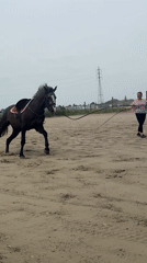 Horse breaks free during training session in Belgian arena