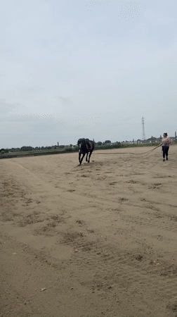 Horse breaks free during training session in Belgian arena