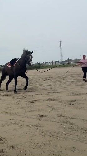 Horse breaks free during training session in Belgian arena