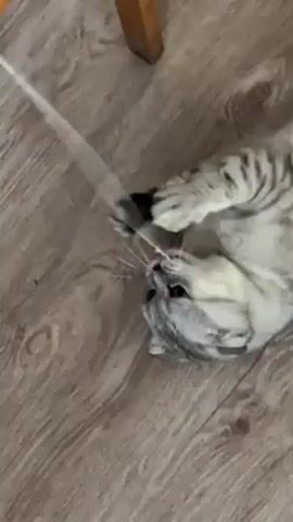 The video shows a gray tabby cat lying on its back on a light brown wood-look floor. The cat is playing with a thin, white string, batting at it with its paws and biting it. A wooden chair leg is visible in the upper left corner. At one point, a yellow object moves through the frame near the chair leg. The cat appears playful and focused on the string.