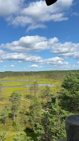 A drone or bird is seen flying in the distance against a blue sky with white clouds. Below the sky, a vast landscape of a bog unfolds. The bog is characterized by scattered pine trees of varying heights, interspersed with patches of green vegetation and small bodies of water. A wooden boardwalk winds its way through the bog, suggesting a trail for visitors. The overall impression is a serene and natural wetland environment under a bright, partly cloudy sky.