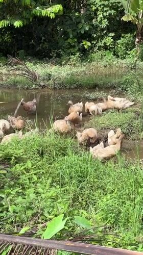 Rural morning scenes captured in Ubud rice paddies