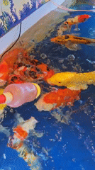 Koi fish fed by hand with a baby bottle in Xiaoshan