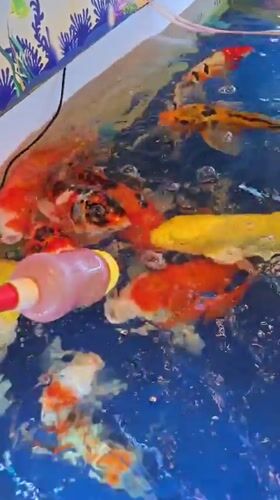 Koi fish fed by hand with a baby bottle in Xiaoshan