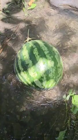 A whole watermelon is submerged in shallow, flowing water. The watermelon is green with dark green stripes and rests on a rocky riverbed. The water is clear and reflects sunlight. Green plants are visible along the edge of the water. The camera angle is slightly above the watermelon, looking down.