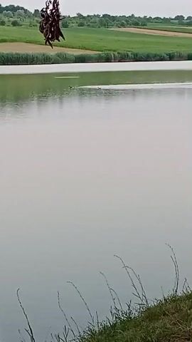 A still shot shows a body of water with a grassy embankment in the foreground. In the background, there are green fields and a cloudy sky. In the middle distance, a dark object hangs suspended above the water, appearing to be a clump of vines or branches. There are ripples on the surface of the water, suggesting movement. The overall scene is serene and natural.