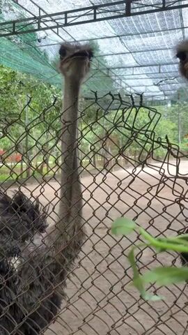 A close-up shot shows two ostriches in an enclosure. The ostrich on the left has its head and neck tilted upwards, looking directly at the camera. Its beak is slightly open. The ostrich on the right is partially obscured by the fence and is eating some green leaves. The enclosure appears to be outdoors, with a mesh roof and wire fencing. Trees and other foliage are visible in the background, along with what looks like a yellow and green structure. The ground inside the enclosure is dirt. The camera is positioned at eye level with the ostriches.