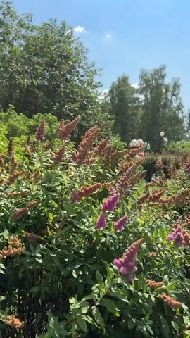 The video shows a close-up view of a flowering bush with small, fuzzy pink and brown blossoms. The bush is lush and green, with many leaves and flower spikes. In the background, there are more trees and foliage, with a bright blue sky and a few white clouds overhead. The sunlight suggests it's daytime, likely late morning or early afternoon, and the clear sky indicates fair weather. The overall scene is one of a sunny outdoor environment, possibly a park or garden. There are no people or overt objects visible in the foreground, though some indistinct shapes in the far background might suggest distant structures or decorations. The focus is primarily on the natural beauty of the flowering bush. There is no visible text in the media. The location context provided is "sovkhoza imeni Lenina, Russia."