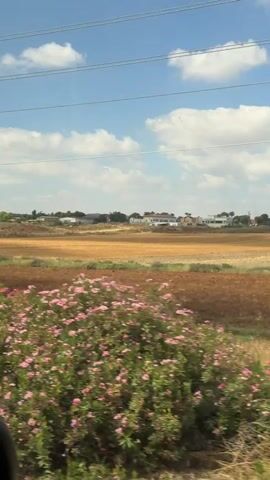 The video shows a rural landscape viewed from a moving vehicle. In the foreground, there are bushes with pink flowers and green leaves. Behind the flowers, there is a field of dry, golden grass. In the distance, there are buildings that appear to be houses, clustered together. Above the landscape, there is a blue sky with white, fluffy clouds. Several power lines are visible stretching across the sky. At the 00:01 mark, a hand briefly enters the frame from the right. At the 00:02 mark, a power pylon is visible to the right of the frame. The video appears to be shot from a car or train window.