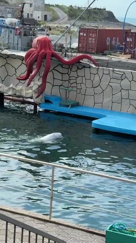 A beluga whale swims in a pool with a wall decorated with a red octopus sculpture. The water is green-blue and there are two blue platforms in the background.