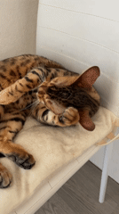 Morning domestic scenes captured in Izhevsk residential area