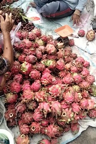 A pile of red dragon fruits is displayed on a white tarp. Next to the dragon fruits, there are some longans and other fruits. A person is partially visible in the top left corner of the frame, wearing a gray jacket. Another person's hands are visible in the bottom left and bottom right corners of the frame. They appear to be sorting or selling the fruits. The overall scene suggests a market or a roadside stall.