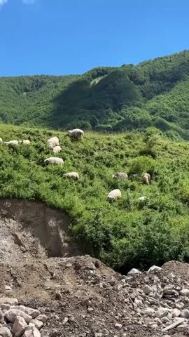 This is a vertical video of a flock of sheep grazing on a grassy, mountainous slope under a clear blue sky with scattered clouds. The sheep are scattered across the middle and upper sections of the slope. In the foreground, there is a steep, eroded dirt embankment with loose rocks at its base. The mountains in the background are covered in lush green vegetation. The video is static, with no camera movement.