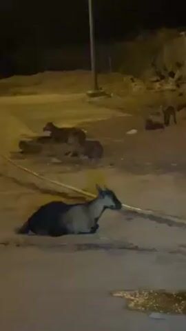 The video depicts a group of goats resting and moving around in a sandy area at night. Some of the goats are lying down, while others are standing or walking. The area appears to be littered with trash. A streetlamp provides dim illumination. A wall runs along the back of the scene. There's a puddle of liquid on the paved surface in the foreground. A yellow hose lies on the ground.