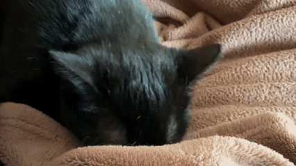 Quiet domestic moments with cat and meal in Vratsa