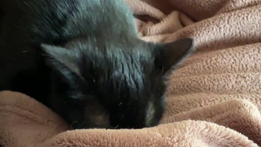 Quiet domestic moments with cat and meal in Vratsa