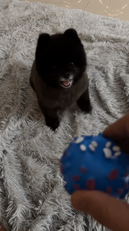 Small black puppy plays with blue ball in Kathu home