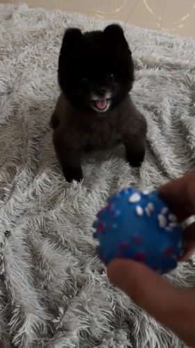 Small black puppy plays with blue ball in Kathu home