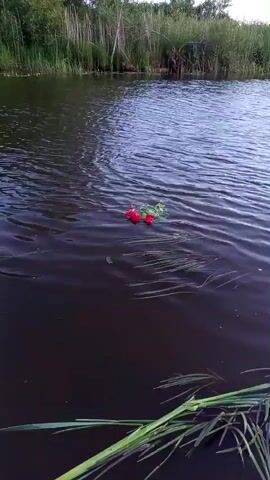 The video shows a close-up shot of two red roses floating on dark water. The roses are positioned slightly off-center in the frame, with some green foliage attached to them. Ripples on the water's surface suggest a gentle current. In the background, a lush green shoreline is visible, lined with tall reeds and trees. The overall scene evokes a sense of tranquility and reflection.
