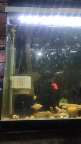 A fish tank contains several small fish of various colors including red, orange, yellow, and white. The tank is lit from above by a fluorescent light. A white filter is attached to the left side of the tank. The tank is decorated with rocks and a piece of hollowed-out wood. The water appears somewhat cloudy.