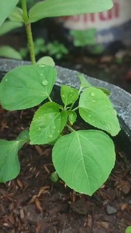 Here is a concise description of the video:

The video shows a close-up of a small plant in a pot. The plant has several bright green leaves with water droplets on them.  The soil in the pot appears to be a mixture of dirt and wood chips. Another plant with a single stem is visible behind the smaller one.