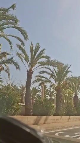 The video shows a view from inside a vehicle, looking out at a roadside with palm trees under a clear blue sky. The vehicle appears to be moving, indicated by the slight blur of the scenery. The palm trees are tall and lush, with some smaller trees and bushes also visible. There are some signs and what looks like a traffic light in the distance. The road surface and a concrete barrier are also visible in the foreground. The overall impression is of a sunny day in a tropical or subtropical location.
