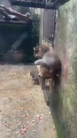 The video shows two monkeys in an enclosure. One monkey is sitting on a small, square wooden platform attached to the wall, eating food. The other monkey is sitting on the ground nearby, also eating. The enclosure is made of concrete and has a metal grate overhead. There is food scattered on the ground. It appears to be raining outside.