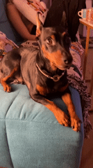 Moscow apartment evening with a very relaxed Miniature Pinscher