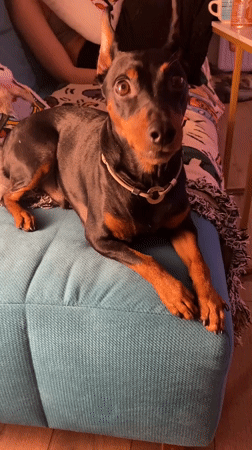 Moscow apartment evening with a very relaxed Miniature Pinscher