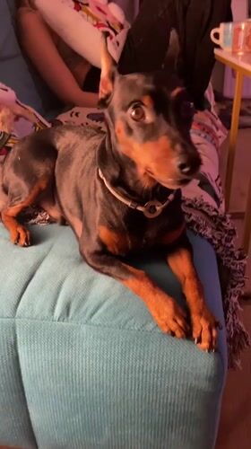 Moscow apartment evening with a very relaxed Miniature Pinscher