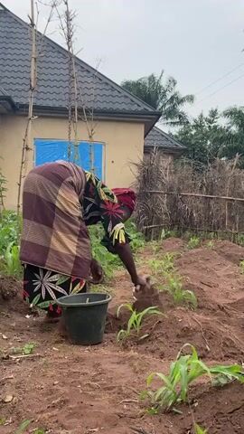 A woman in a colorful dress and headwrap is working in a small garden. She is using a small gardening hoe to till the soil around rows of young corn plants. A green bucket sits beside her on the reddish-brown soil. Behind her, a building with a gray tiled roof and a window covered in blue plastic is visible. The sky is overcast.