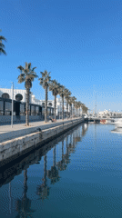 Marina walkway with palm trees filmed on sunny morning
