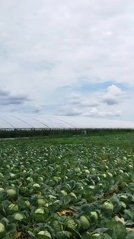 This video shows a vast field of cabbages under a cloudy sky. In the background, there is a long greenhouse structure. The camera pans across the field, focusing on the densely packed cabbages.